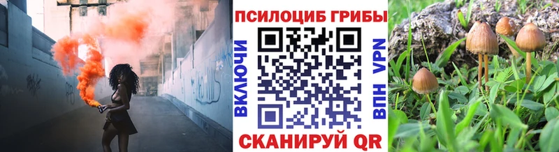 Галлюциногенные грибы Psilocybe  Нововоронеж 