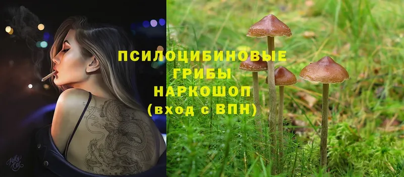 Псилоцибиновые грибы MAGIC MUSHROOMS  сайты даркнета наркотические препараты  Нововоронеж 